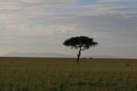 Die Berge im Hintergrund liegen bereits in Tansania, in der Serengeti