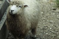 Sheep World