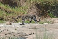 Bei der Durchquerung sehen wir den nächsen Leoparden!