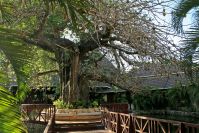 Baobab, der Affenbrotbaum