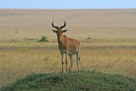 Masai Mara