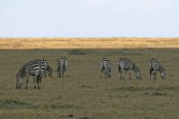 Zebras