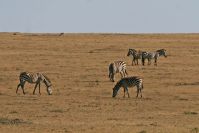Zebras