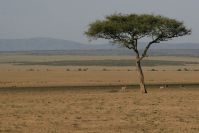 IMG_2458k.jpg