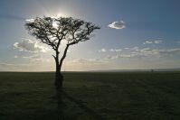 Sundowner
