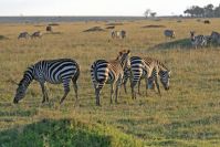 Zebras