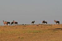 Grasfresser