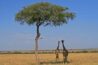 Giraffen