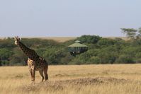 Giraffen