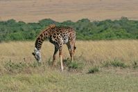 Giraffen