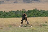 Giraffen