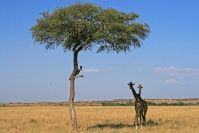 Giraffen