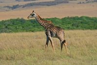 Giraffen