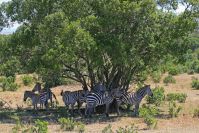Zebras