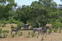 Zebras