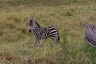 Zebras