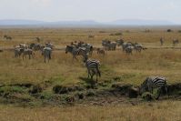 Zebras