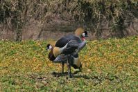Vogelwelt