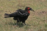 Vogelwelt