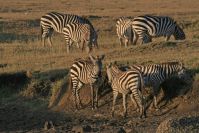 Zebras