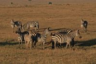 Zebras