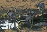 Zebras