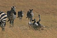 Zebras