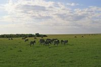 Dank der ungewöhnlich vielen Regenfälle waren nicht alle Zebras in die Serengeti gezogen