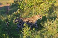 Eine Leopardin, es ist "Bindy" aus dem Big Cat Diary vom BBC