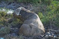 Kenya_2005_g060.jpg
