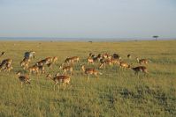 Kenya_2005_g063.jpg
