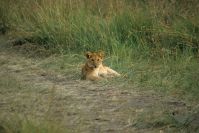 Kenya_2005_g070.jpg