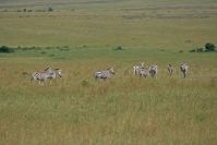 Kenya_2005_g089.jpg