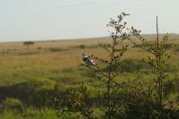 Kleine Vögel