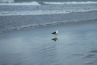 Bay of Plenty