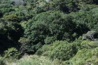 Coromandel Halbinsel