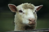 Sheep World