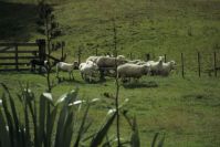 Sheep World