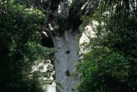im Kauri-Wald