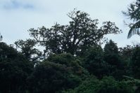 im Kauri-Wald