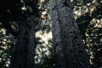 im Kauri-Wald