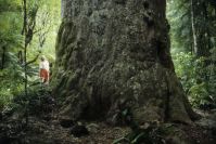 im Kauri-Wald