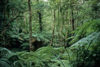 im Kauri-Wald