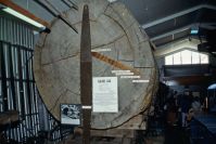 im Kauri-Museum