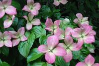 Cornus cousa