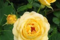 Meine Lieblingsrose: