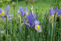 Prächtige Wieseniris