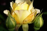 'Yellow Charles Austin'