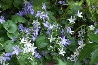 Anmutige Glockenblumen