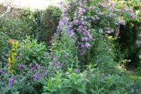Ramblerrose 'Veilchenblau'